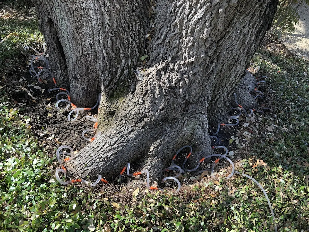 Detailed Tree Cabling and Bracing job site in Rawson