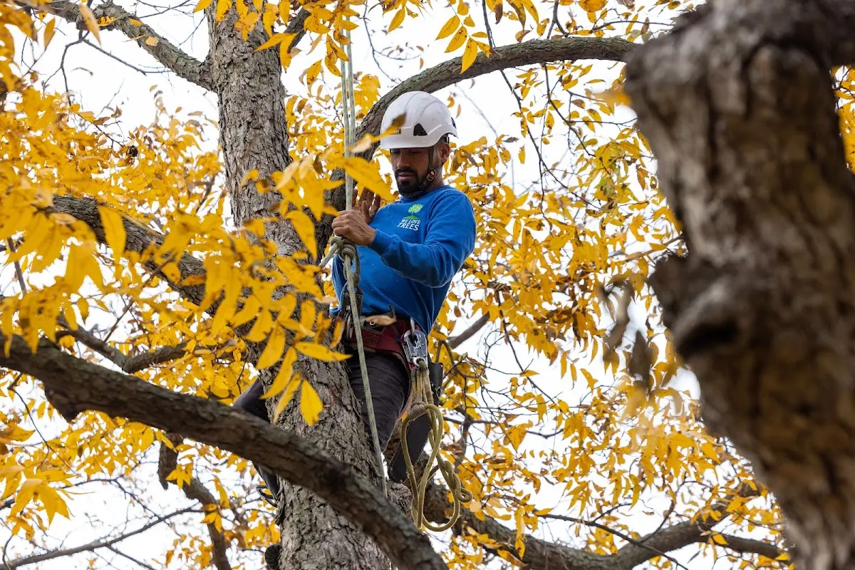 Skilled Storm Damage Cleanup crew working in Rawson